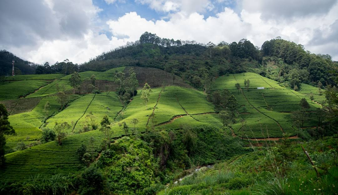 Places to Visit in Nuwara Eliya